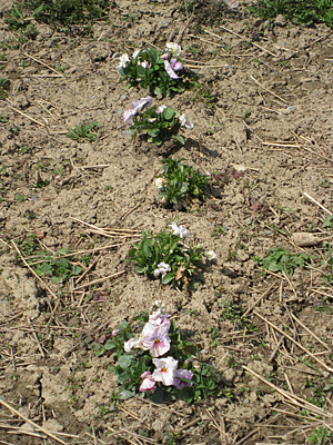 pansy mulched